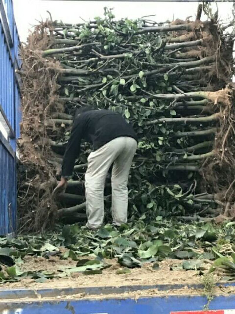 梨苗基地秋月梨树苗批发