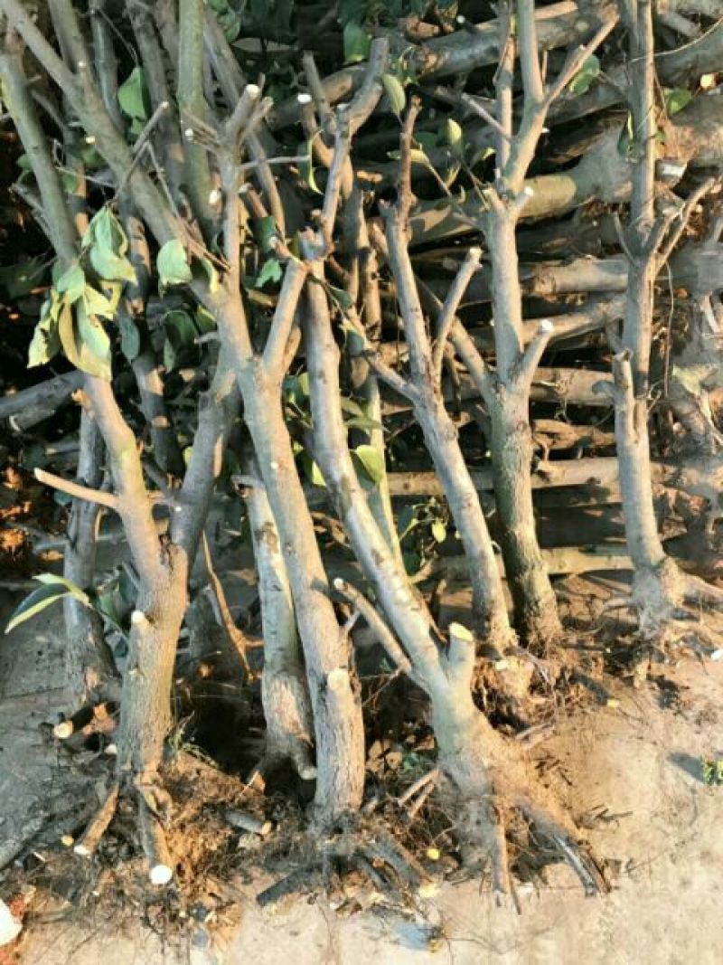 梨苗基地秋月梨树苗批发