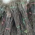 梨苗基地秋月梨树苗批发