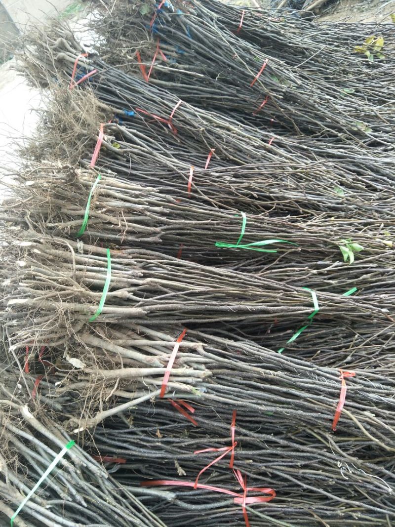 梨苗基地秋月梨树苗批发