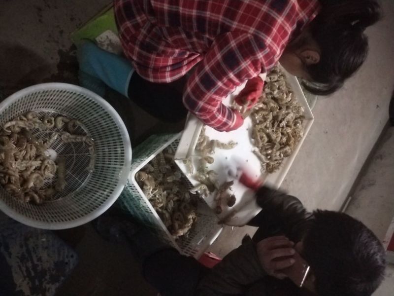 皮皮虾活虾