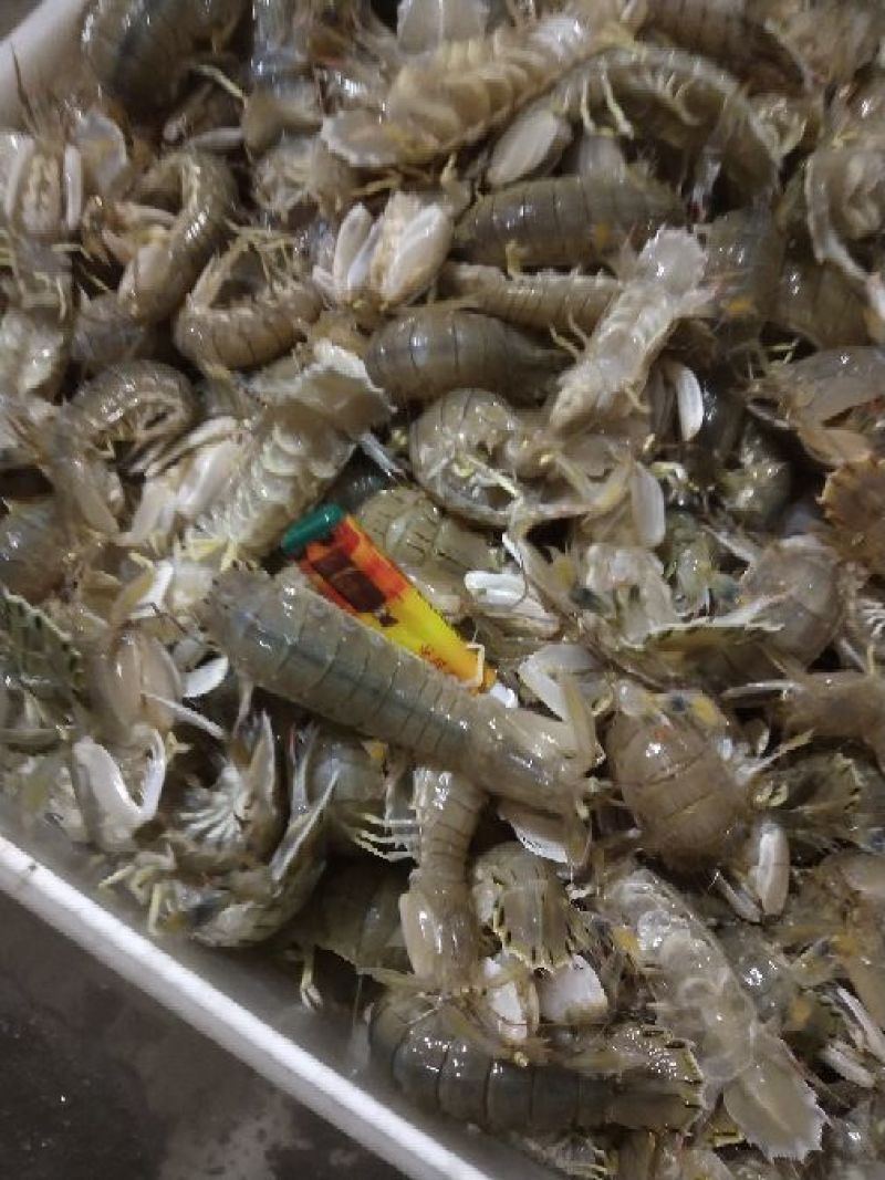 皮皮虾活虾