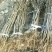 李子苗基地批发西梅、法兰西、女神、恐龙蛋新品种