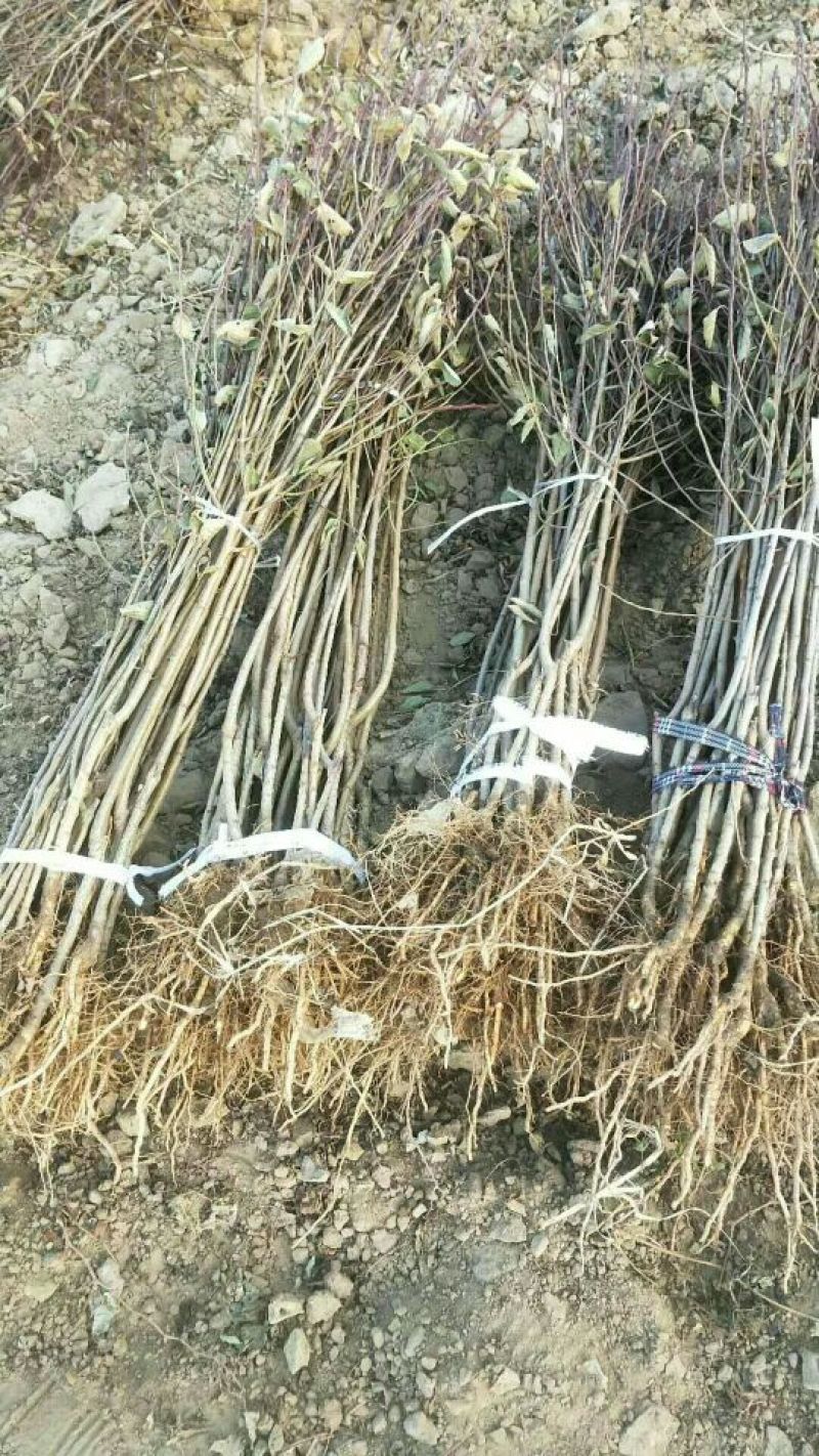 李子苗基地批发西梅、法兰西、女神、恐龙蛋新品种