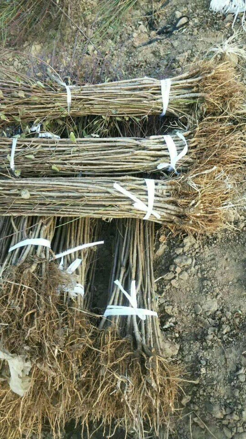 李子苗基地批发西梅、法兰西、女神、恐龙蛋新品种