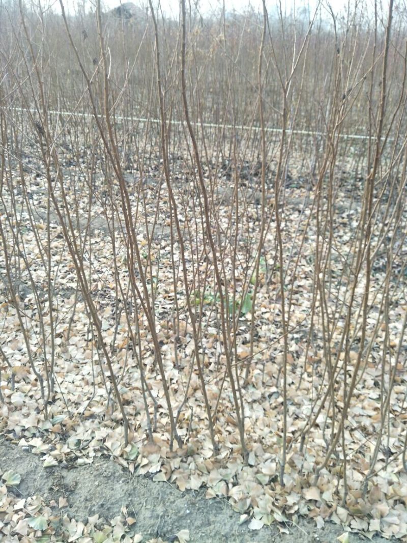 李子苗基地批发西梅、法兰西、女神、恐龙蛋新品种