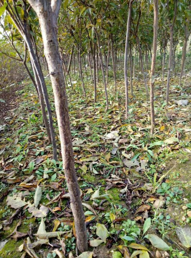 李子苗基地批发西梅、法兰西、女神、恐龙蛋新品种