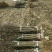李子苗基地批发西梅、法兰西、女神、恐龙蛋新品种