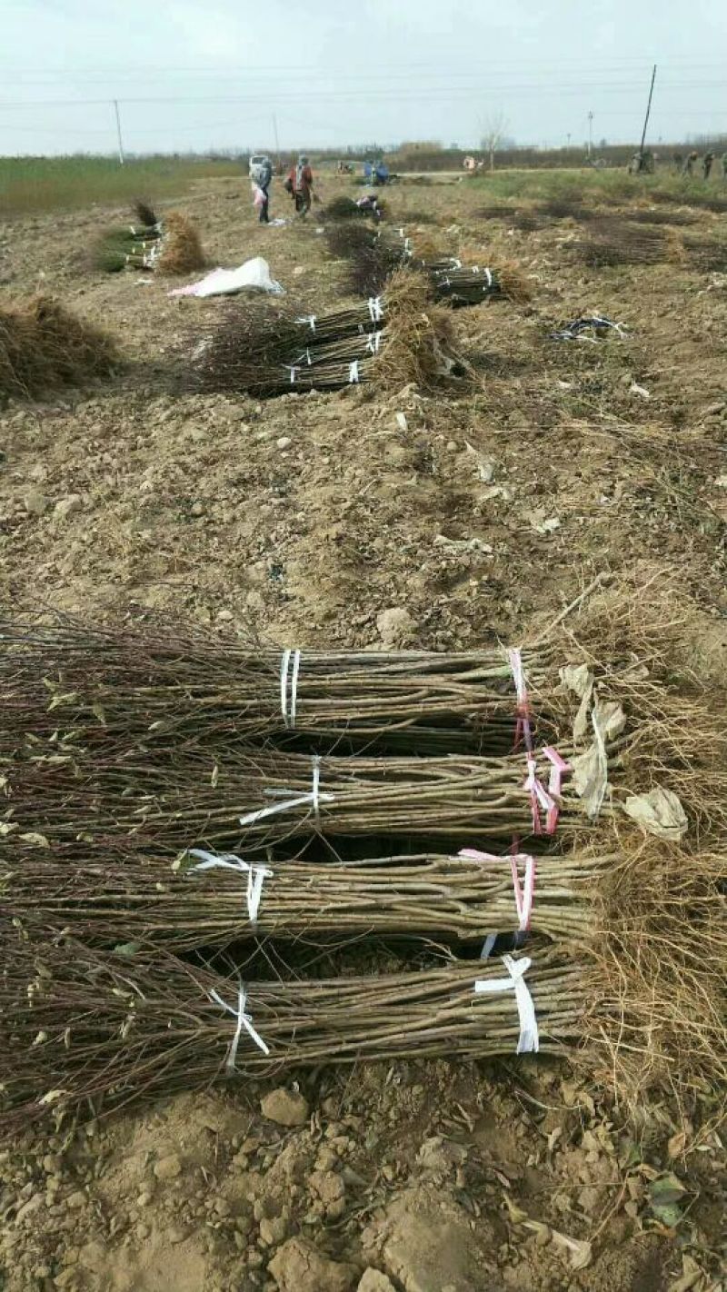 李子苗基地批发西梅、法兰西、女神、恐龙蛋新品种