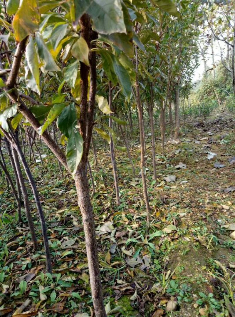 李子苗基地批发西梅、法兰西、女神、恐龙蛋新品种