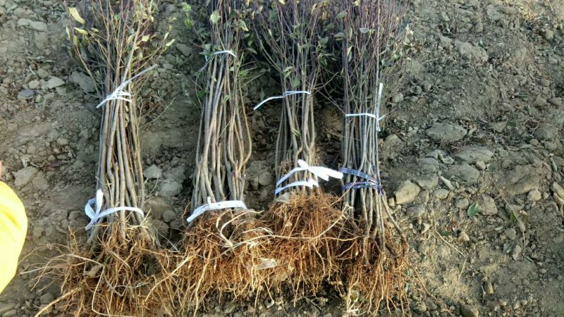 李子苗基地批发西梅、法兰西、女神、恐龙蛋新品种