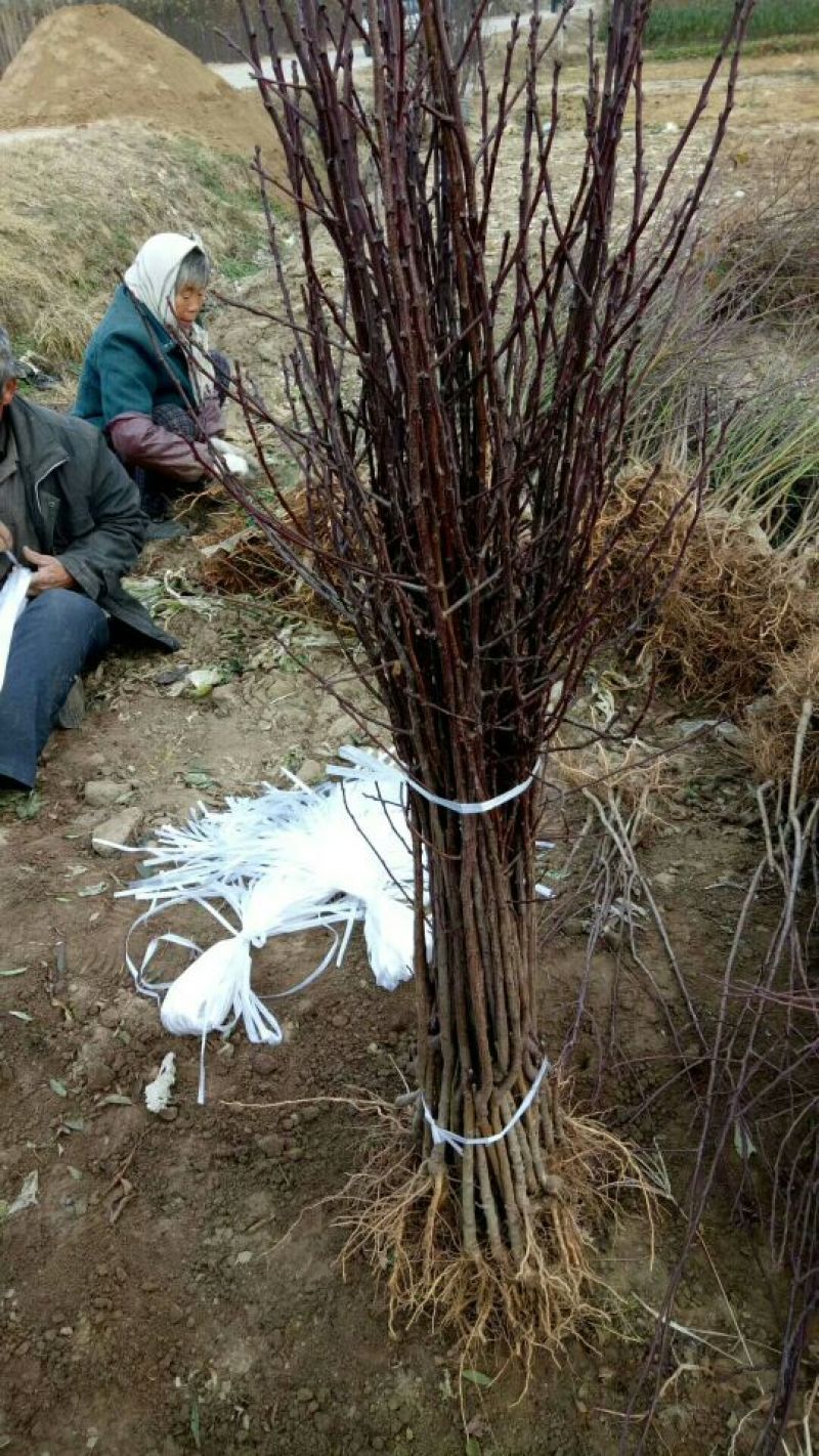李子苗基地批发西梅、法兰西、女神、恐龙蛋新品种