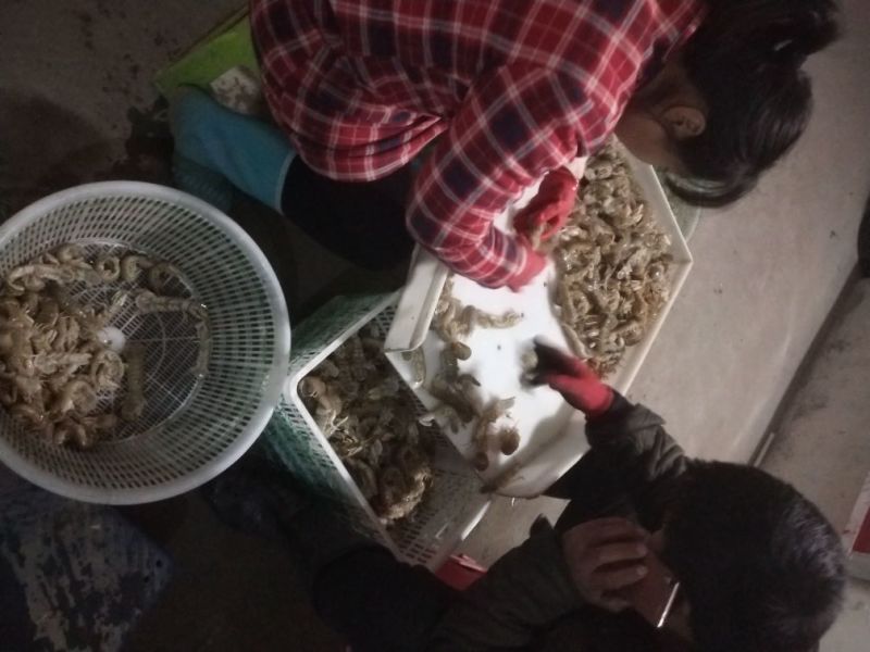 皮皮虾冰鲜虾
