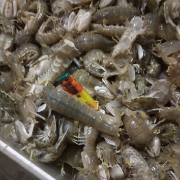 皮皮虾冰鲜虾