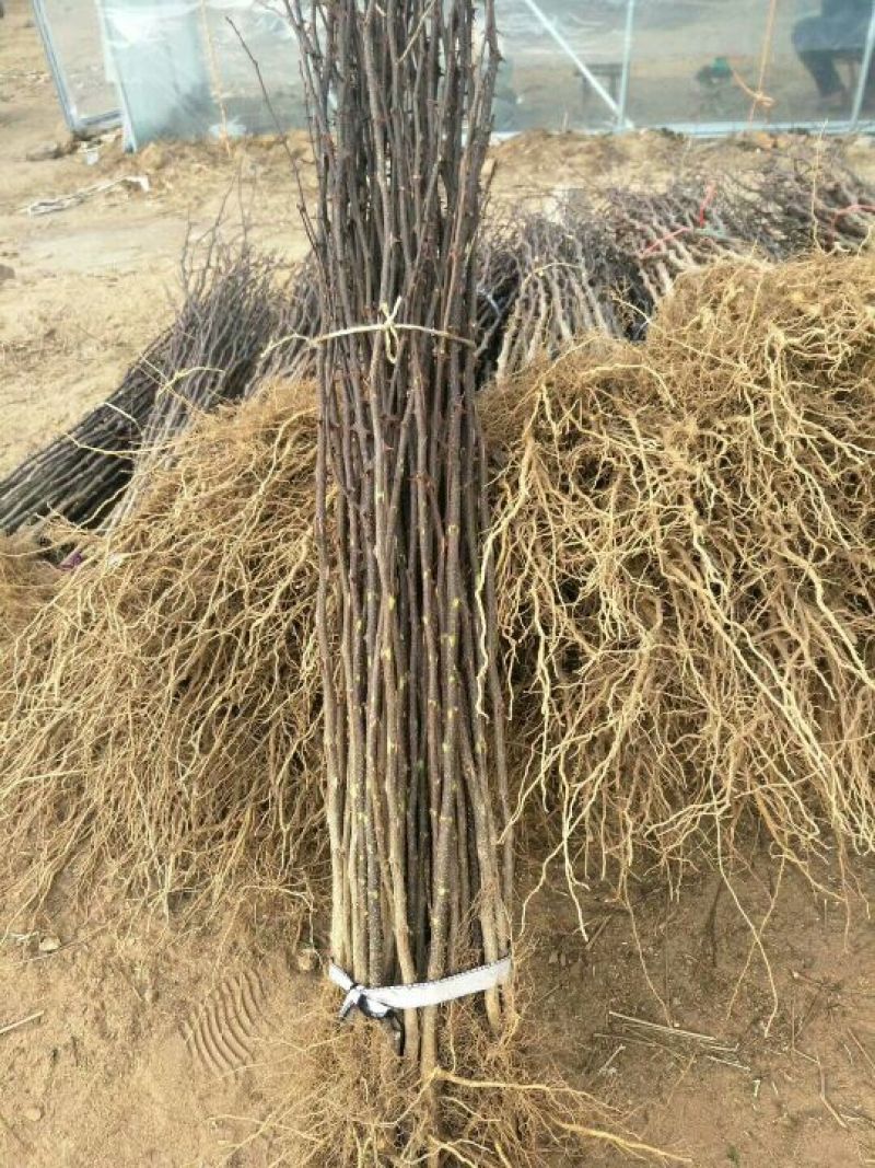 大红袍花椒苗狮子头花椒苗耐贫瘠耐干旱易管理