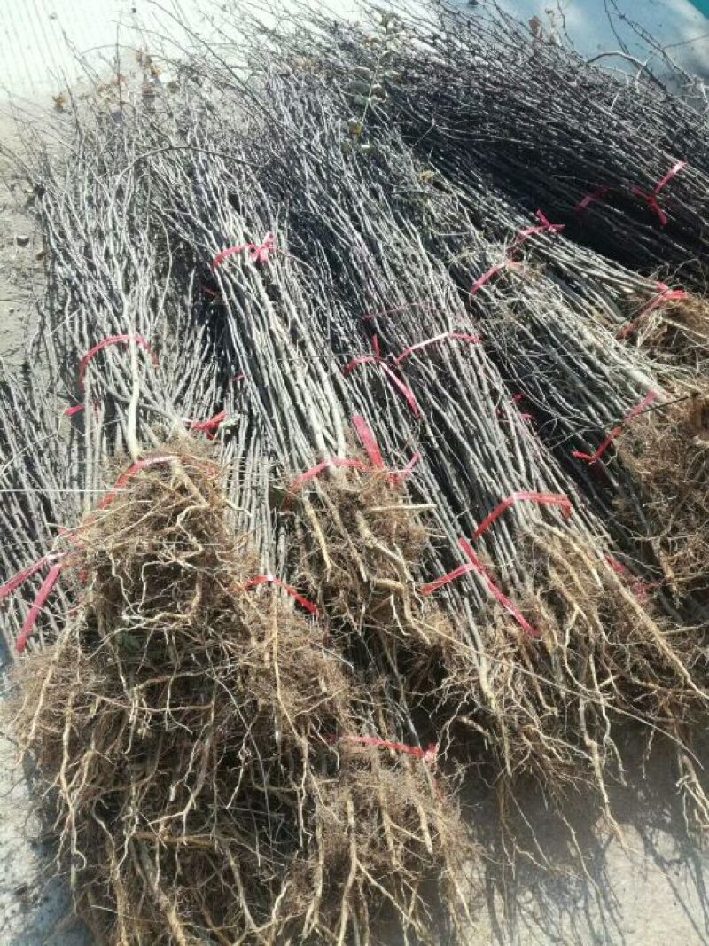 大红袍花椒苗狮子头花椒苗耐贫瘠耐干旱易管理