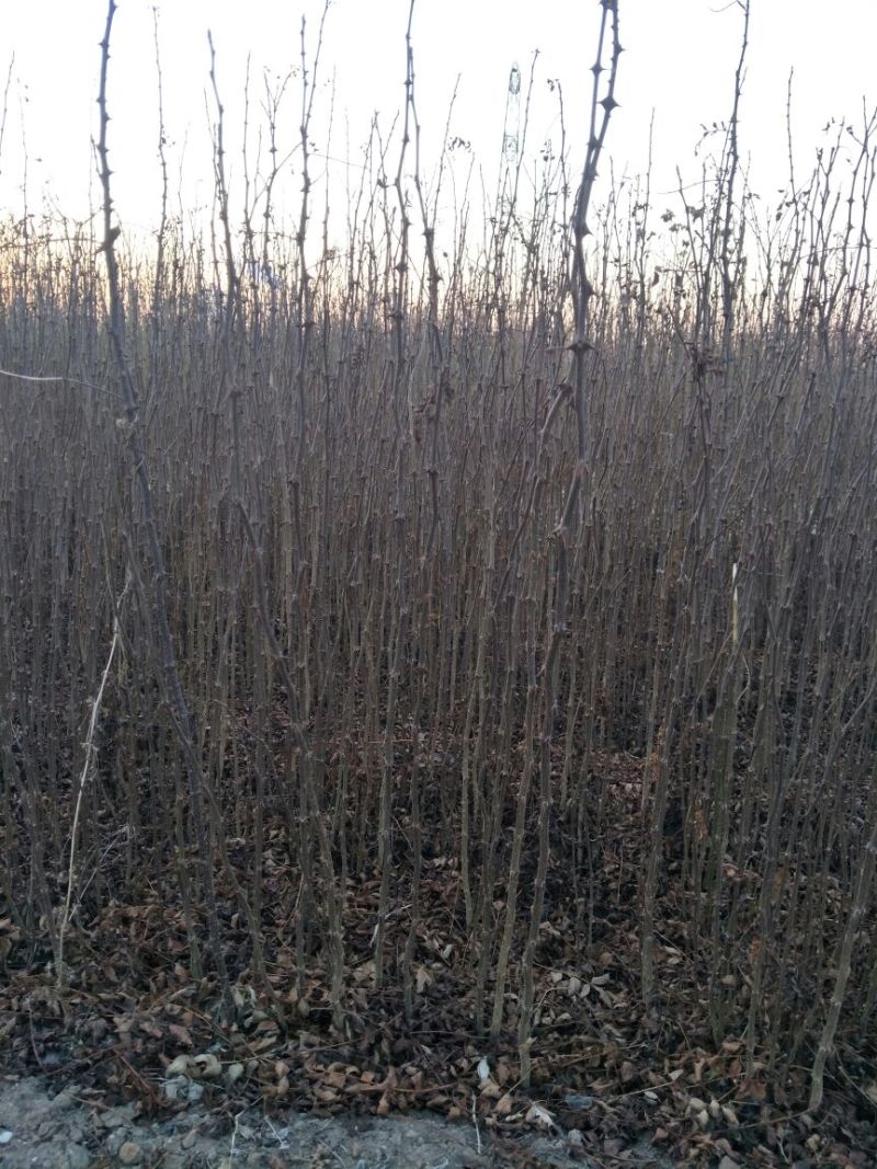 大红袍花椒苗狮子头花椒苗耐贫瘠耐干旱易管理