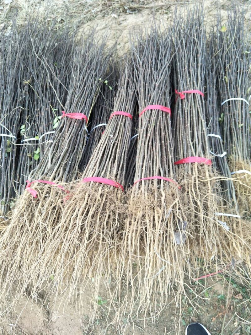 大红袍花椒苗狮子头花椒苗耐贫瘠耐干旱易管理