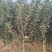 苹果苗基地批发矮化苹果苗结果早密植丰产