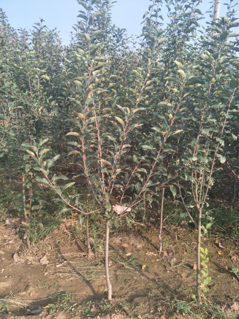 苹果苗基地批发矮化苹果苗结果早密植丰产