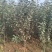 苹果苗基地批发矮化苹果苗结果早密植丰产
