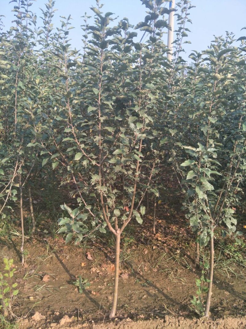 苹果苗基地批发矮化苹果苗结果早密植丰产