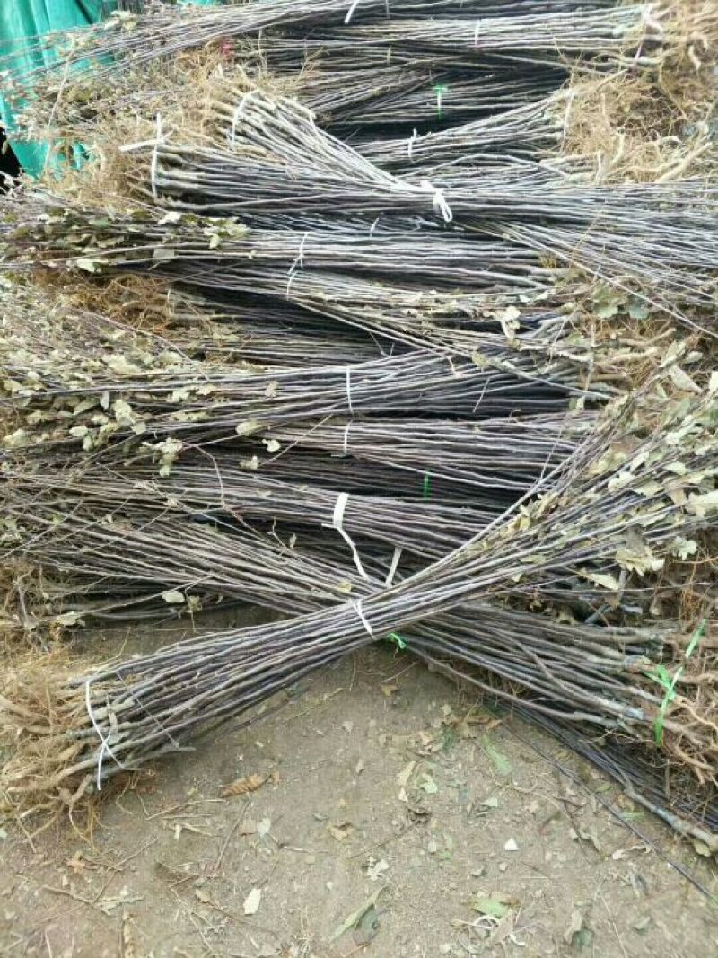 苹果苗基地批发矮化苹果苗结果早密植丰产