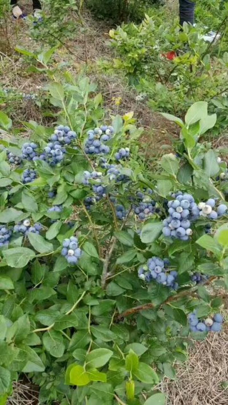 蓝莓苗蓝丰蓝莓苗适应性强抗冻口感好耐运输