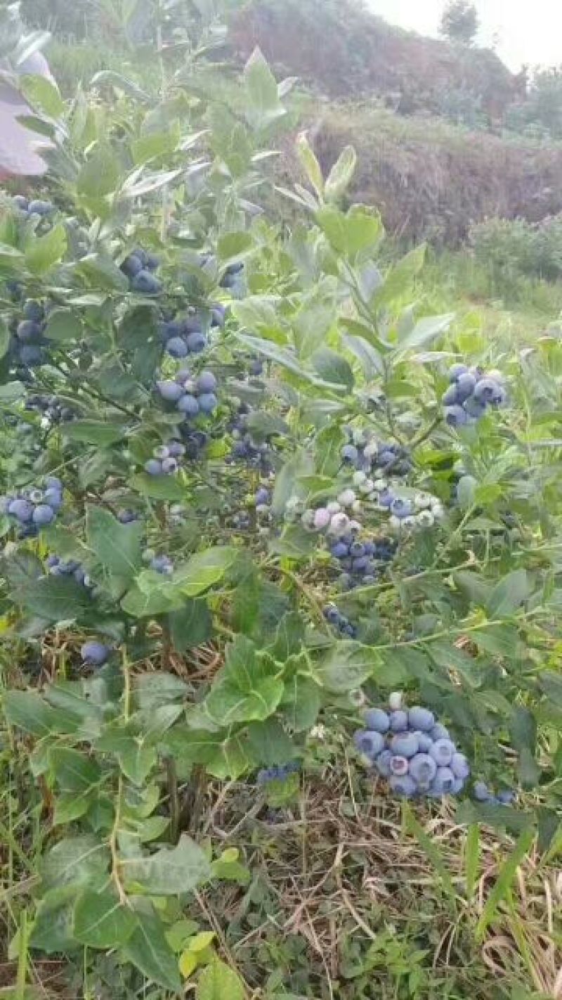 蓝莓苗蓝丰蓝莓苗适应性强抗冻口感好耐运输