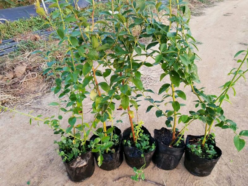 蓝莓苗蓝丰蓝莓苗适应性强抗冻口感好耐运输