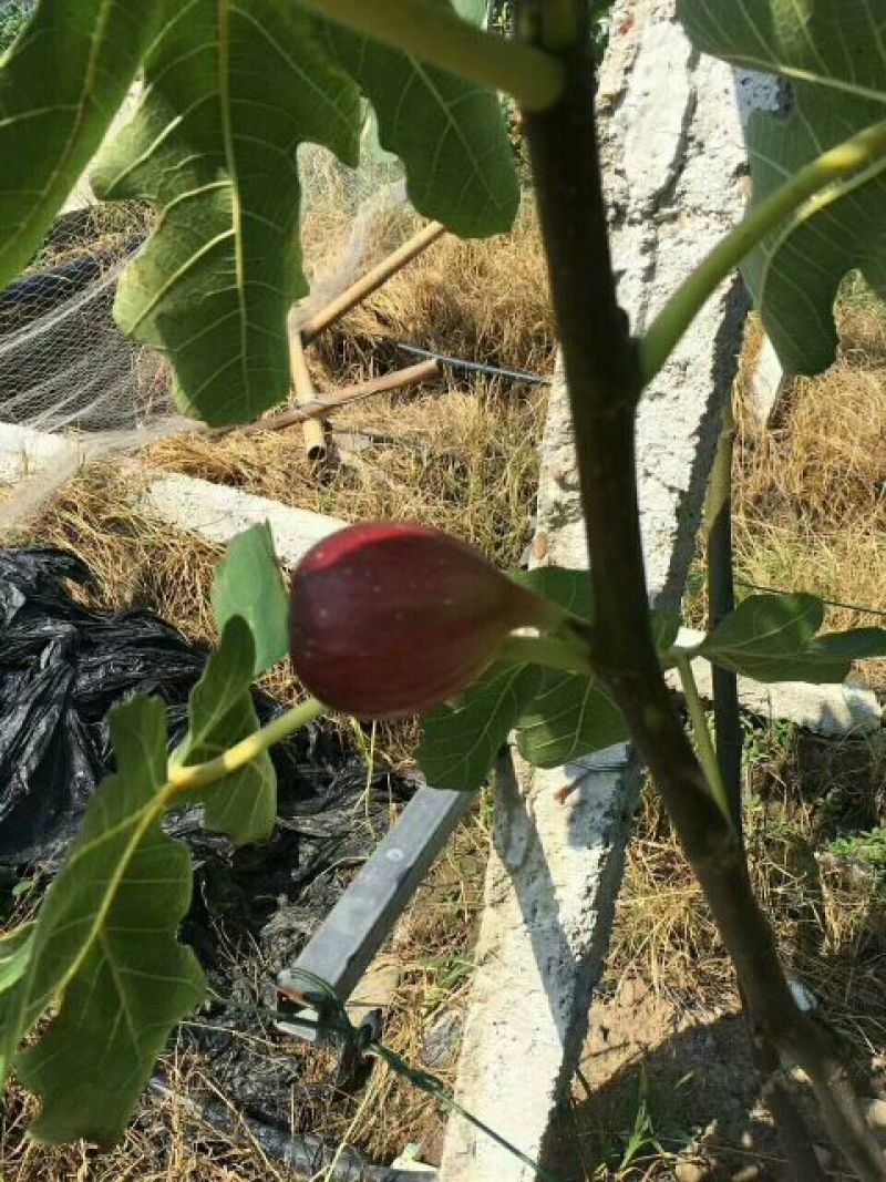 日本紫果无花果苗当年结果口感好易管理