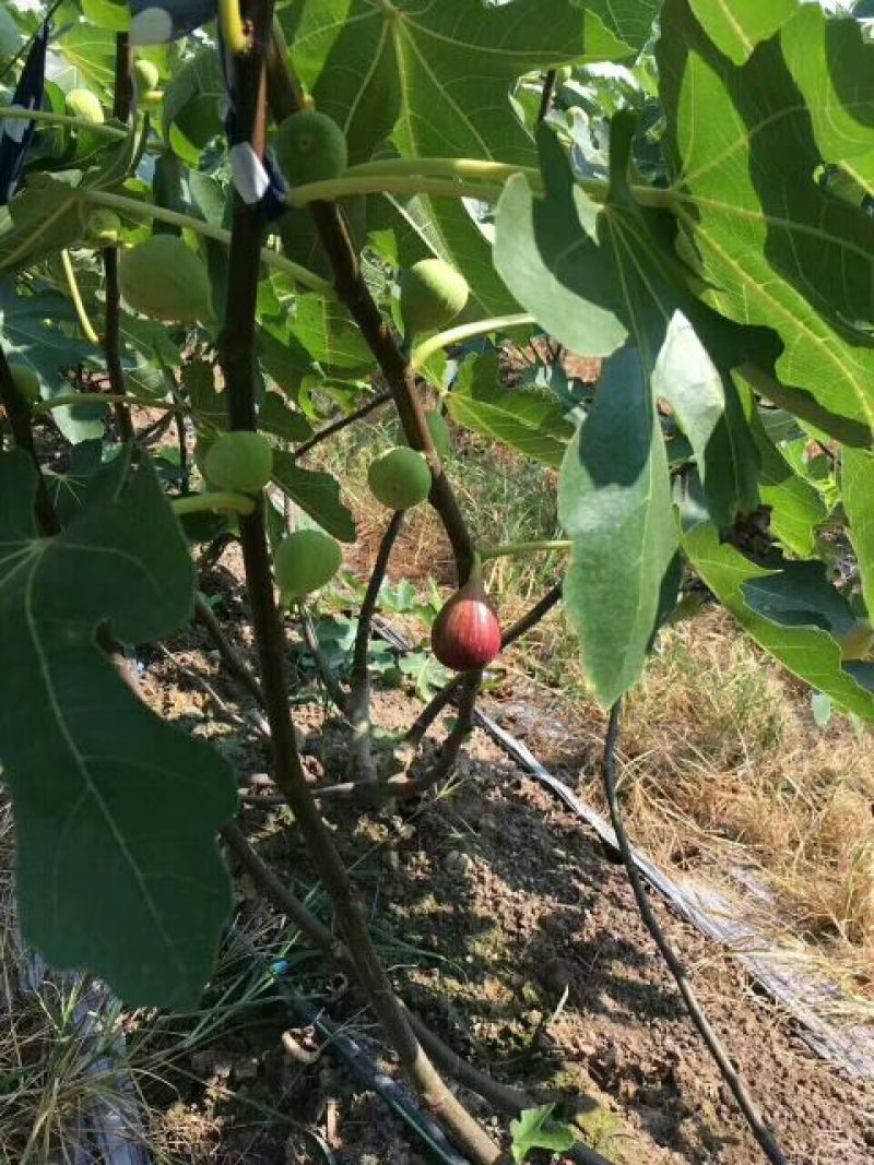 日本紫果无花果苗当年结果口感好易管理