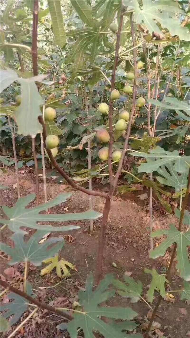 日本紫果无花果苗当年结果口感好易管理