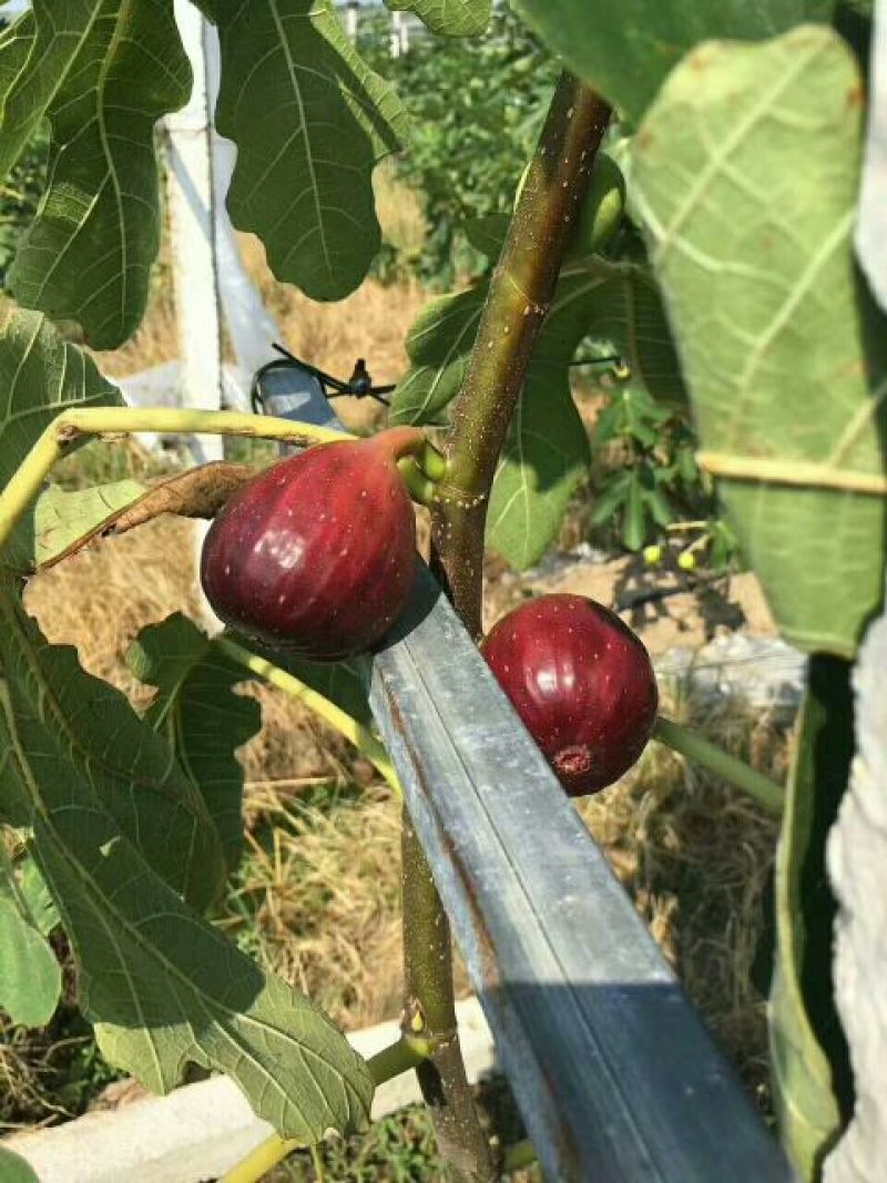 日本紫果无花果苗当年结果口感好易管理