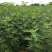 日本紫果无花果苗当年结果口感好易管理