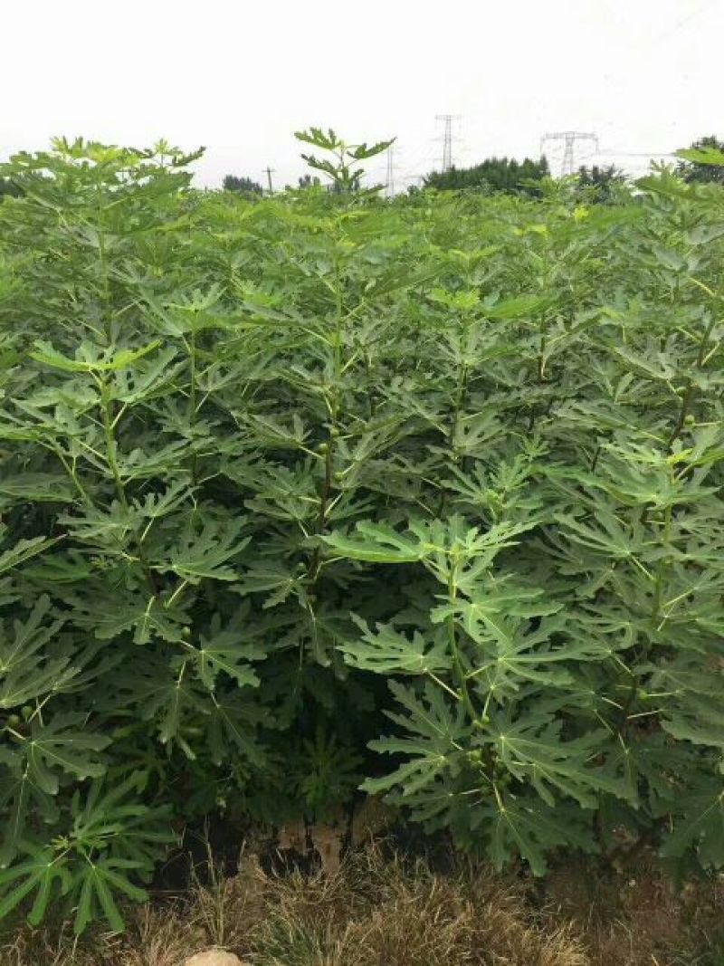 日本紫果无花果苗当年结果口感好易管理