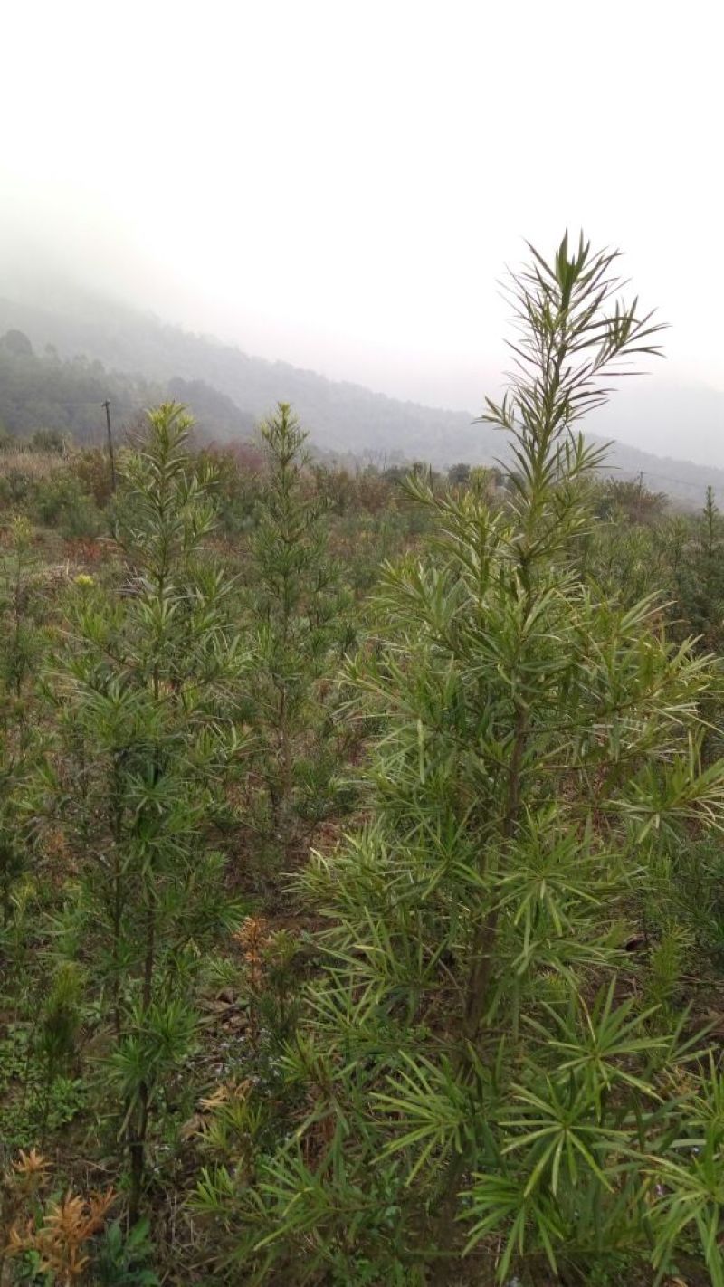 罗汉松树桩5cm以下