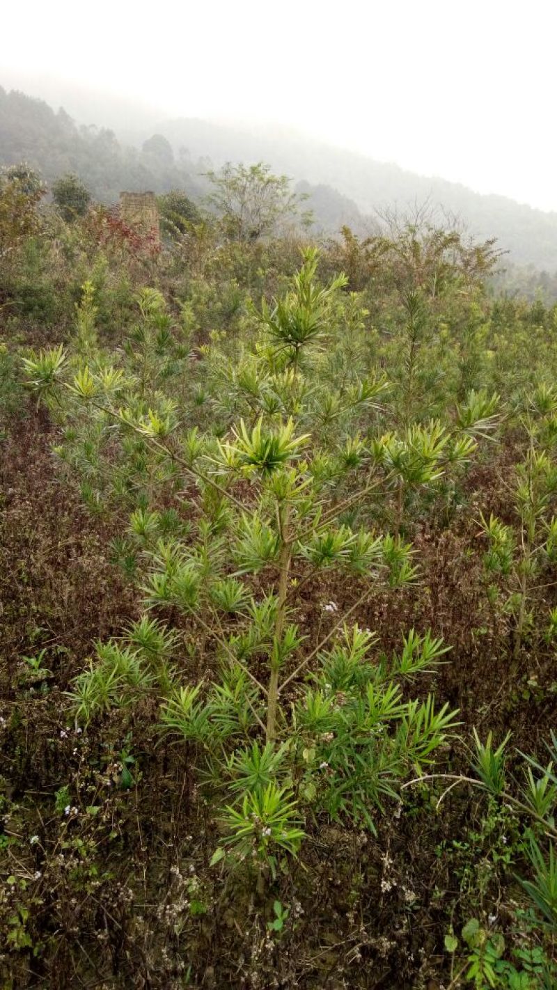 罗汉松树桩5cm以下
