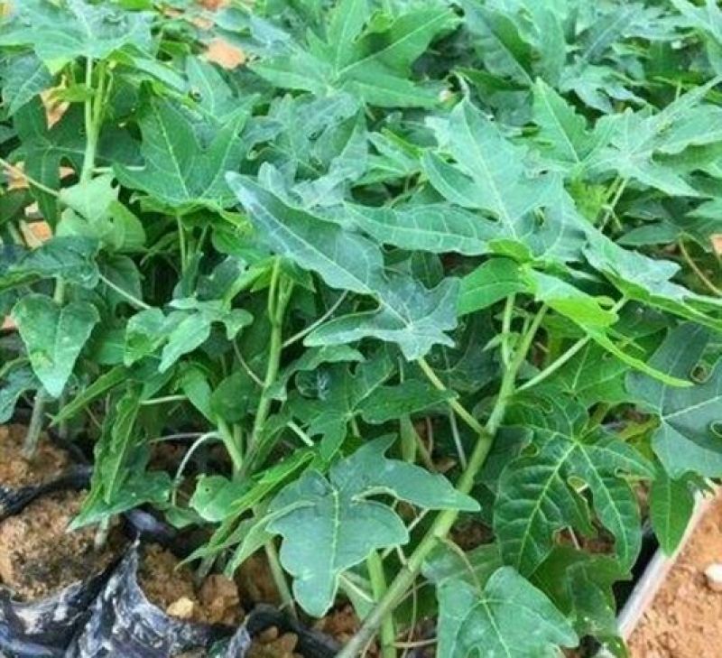 木瓜树苗20~30cm