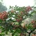 花椒特级干