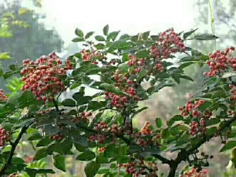 花椒特级干