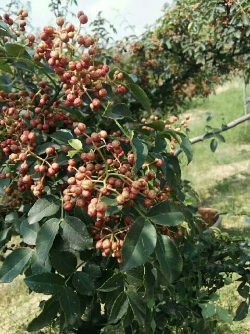 花椒特级干