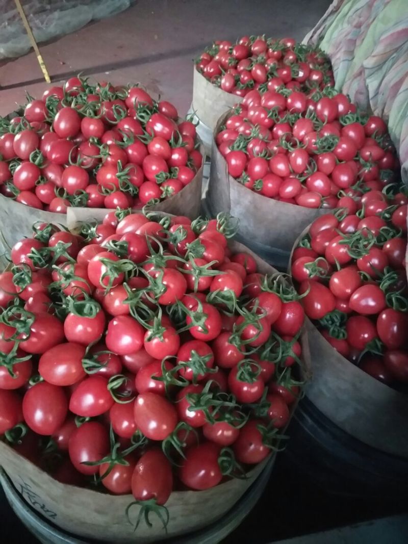 千喜圣女果15g以上，产地直供，新鲜采摘