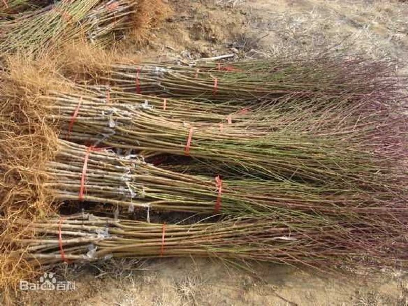 金秋红蜜桃树苗金秋红蜜桃苗《38年信誉让农户放质壮苗纯