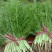 小茴香河北邢台茴香割拔都行25-30cm茴香大量供应
