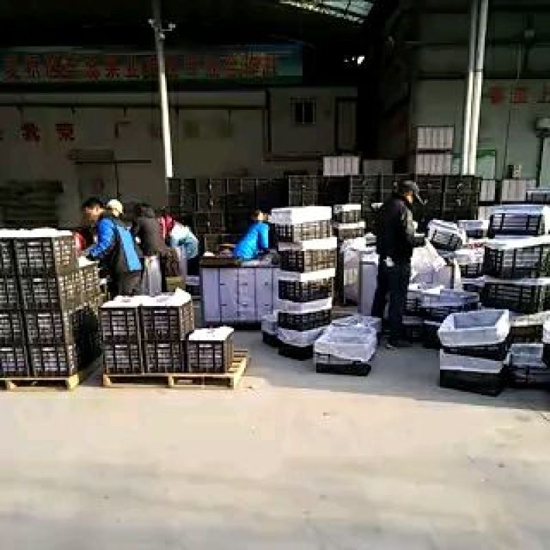 花牛75mm以上光果全年供货质量保证