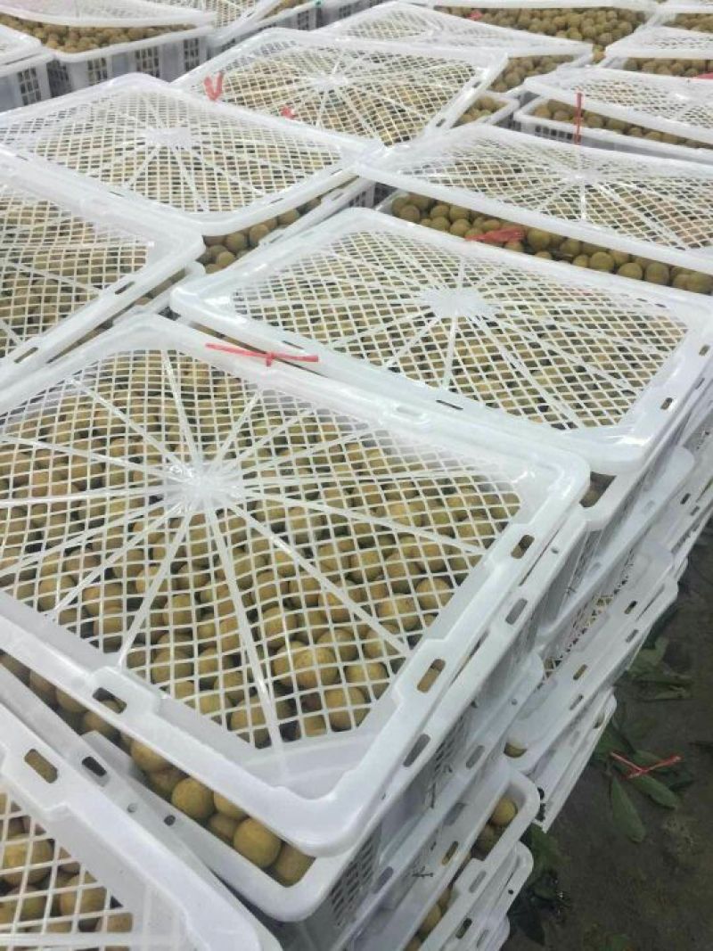 龙眼5毫米以上精品
