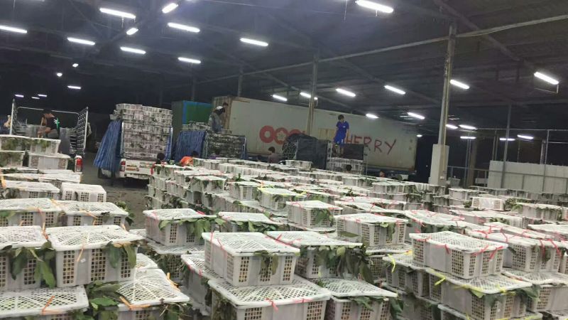 龙眼5毫米以上精品