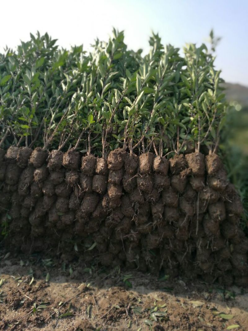 法国冬青珊瑚树2~4cm1.5~2米