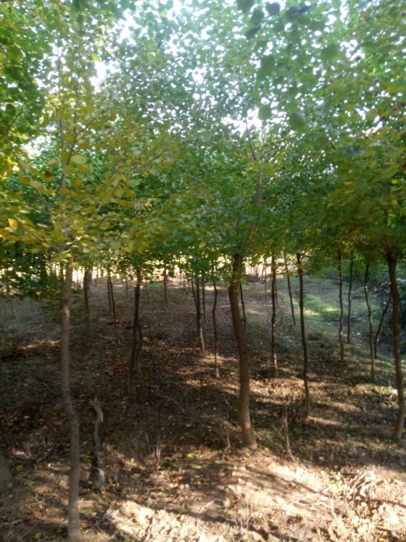 乌桕3~3.5m4~6cm
